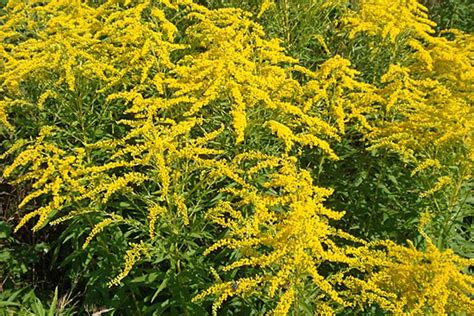 Ученые нашли экстракты диких трав, подавляющие SARS-CoV-2 - Газета.Ru ...