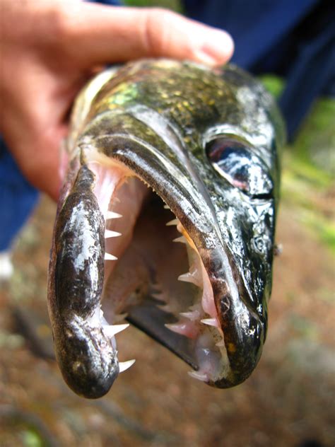 pictures of walleye teeth