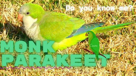 Monk Parakeet Facts 🦜 Quaker Parrot 🦜 Originates From Temperate To Subtropical Areas Of