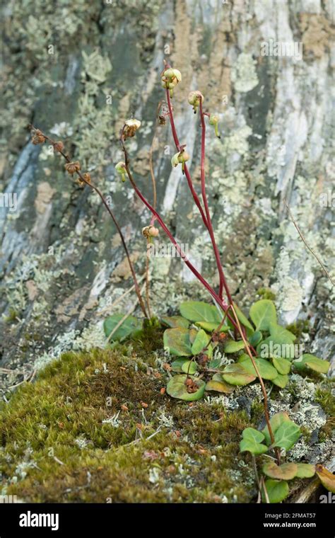One sided shinleaf hi-res stock photography and images - Alamy