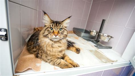 Behind the scenes: The Process of Neutering | Vets4Pets