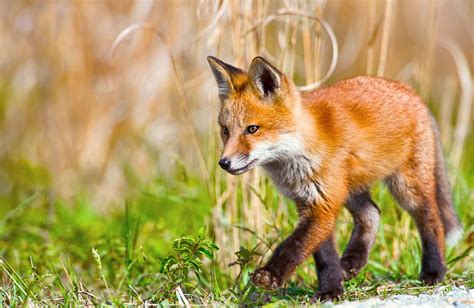 デスクトップ壁紙 草 野生動物 狐 グレイフォックス 歩く 動物相 脊椎動物 哺乳類のような犬 レッドキツネ キット