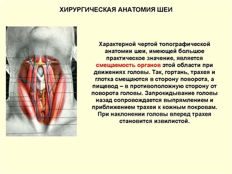 Треугольники шеи анатомия презентация