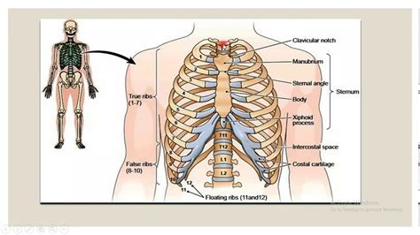 Thorax Youtube