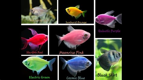 How To Identify Widow Fish Male And Female GLOW Colour