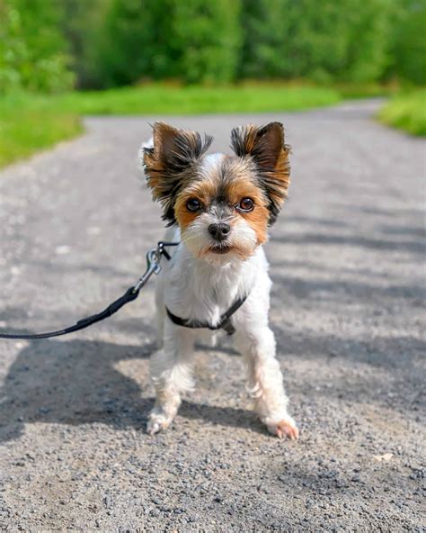 41 Tricolor Dog Breeds: Black, Brown & White (With Pictures!)