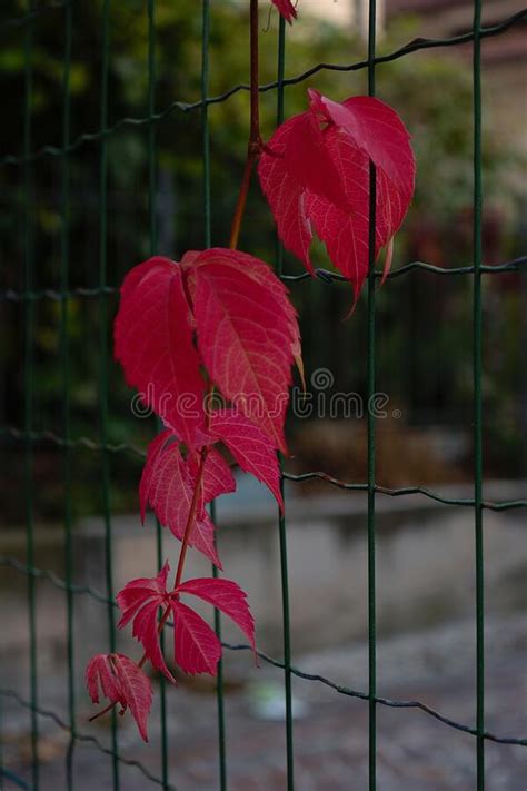 Vine With Red Leaves On Green Fence Stock Image Image Of Natural