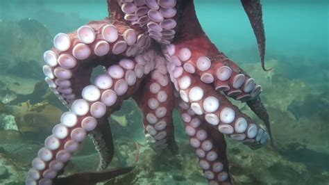 Ten A Los Tent Culos De Un Pulpo Gigante En La C Mara Cara Y M Scara