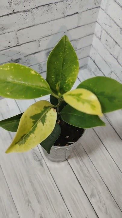 ФИКУС РЕТУЗА МУТАБИЛИС - YouTube