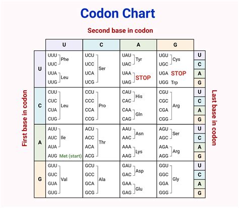 Codon Chart Table Amino Acids And Rna Wheel Explained