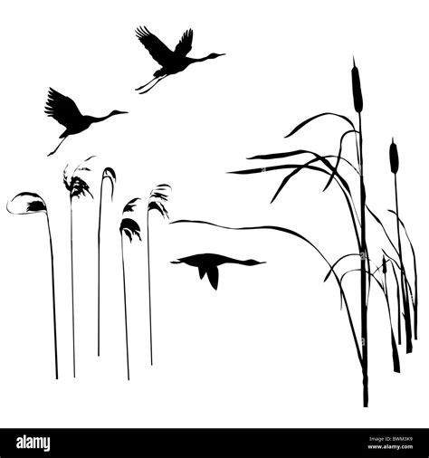 vector drawing flying birds stock photo alamy