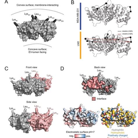 Crosslinking Data Driven Structural Modelling For A Novel Dimeric