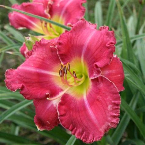 Amys Pink Daylily Oakes Daylilies