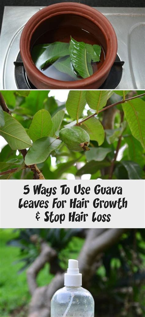 5 Ways To Use Guava Leaves For Hair Growth And Stop Hair Loss Saç Stilleri Saç Stil