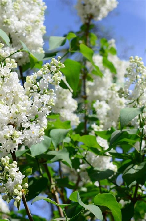 Ramas De La Lila Blanca Y De Hojas Verdes Rama Floreciente De La Lila