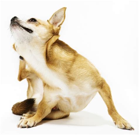 dog-scratching - Newtown Square Veterinary Hospital