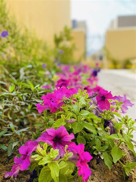 Al Barsha South Aqar Landscape Llc