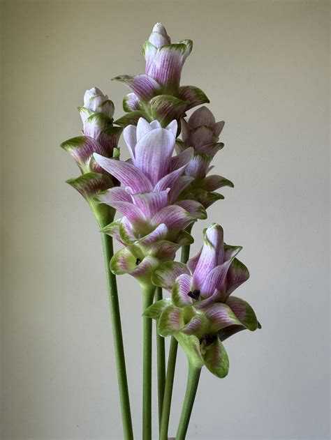 What are Curcuma and how do you grow them? — Ampersand Bulb Co.
