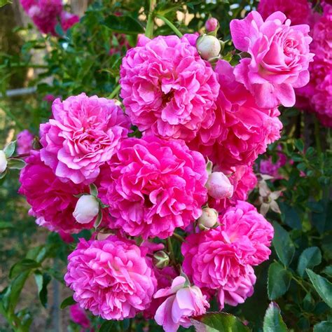 10 Rambling Roses To Grow Song Of Roses