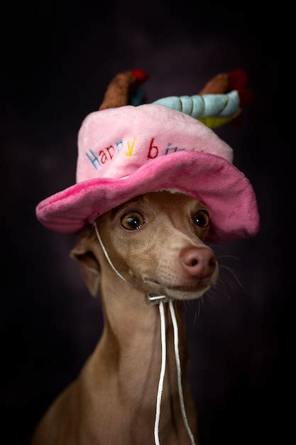 Premium Photo Portrait Of Little Italian Greyhound Dog With Happy