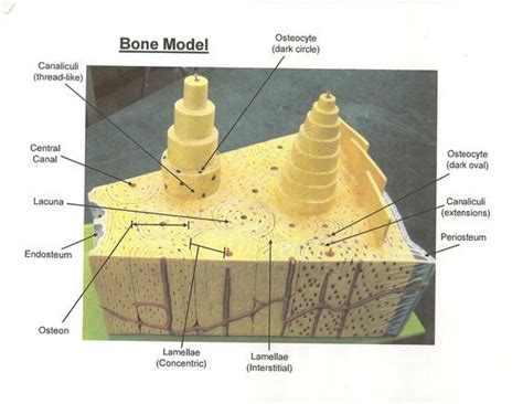 Long Bone Labeled Endosteum Seer Training Classification Of Bones