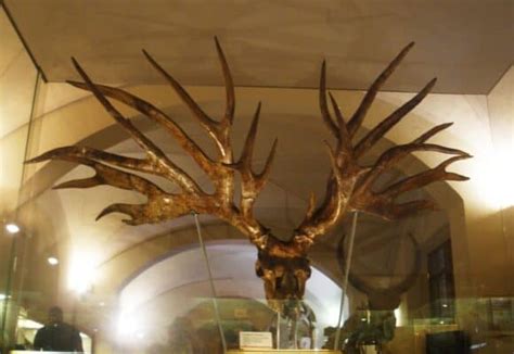 Extinct Giant Moose and 4 Other Massive Prehistoric Deer - A-Z Animals