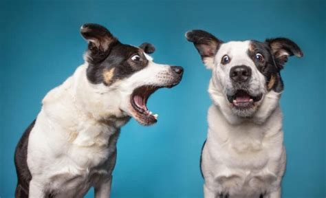 Pourquoi Mon Chien Devient Il Jaloux Quand J Embrasse Ma Femme Ou Mon