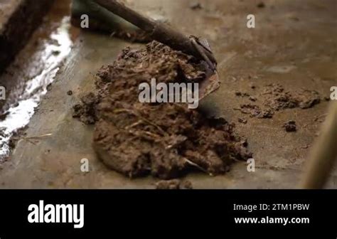 Processing Cow Dung From The Start Collecting Adding Water And