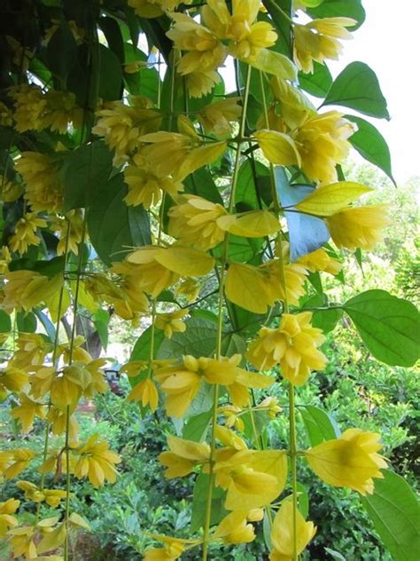 petraeovitex bambusetorum nong notch vine beautiful yellow flowers