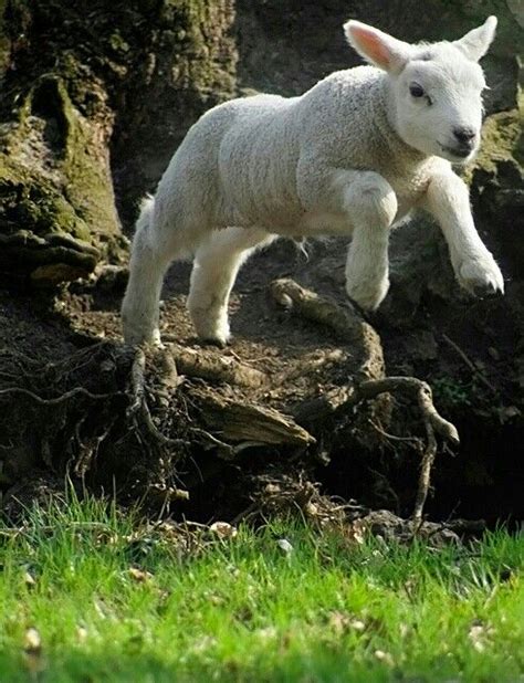 42 best Leaping animals images on Pinterest | Animal pictures, Funny ...