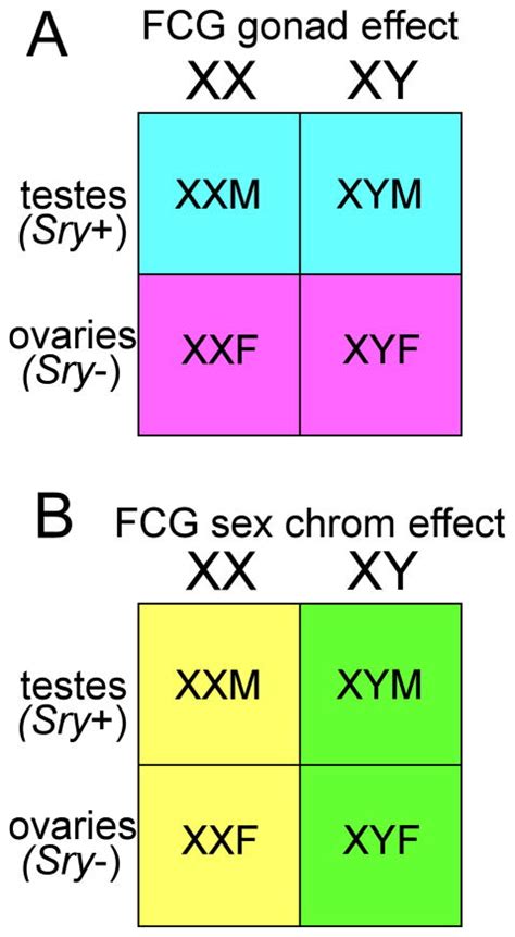 What A Difference An X Or Y Makes Sex Chromosomes Gene Dose And