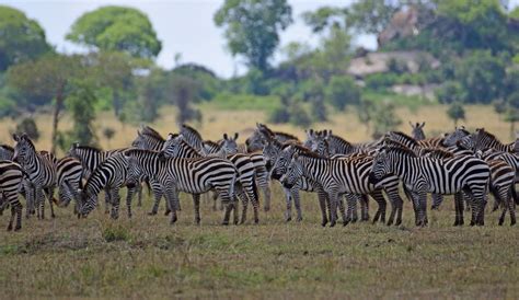 grants zebra  october   ad konings inaturalist