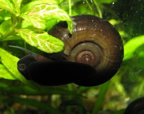 Улитка «катушка» аквариумная: фото, видео, содержание