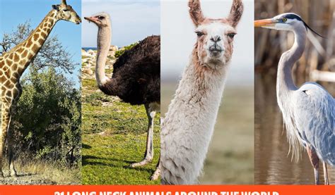 21 Long Neck Animals Around The World | ThePetsTome