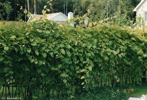 ВИНОГРАД (Vitis) / Питомник растений КФХ "САД МЕЧТЫ" - АГРОНОМЫ ...