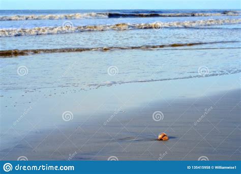 Medusas Trenzadas En Hilton Head Island Beach Foto De Archivo Imagen