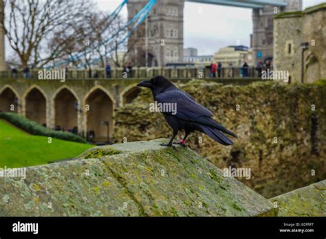 Tower Of London Raven Hi Res Stock Photography And Images Alamy