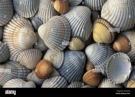 Common Cockle Edible Cockle Cerastoderma Edule Stock Photo Alamy