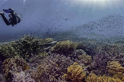 Inmersión De LluÍs Masuet Expeditions Fiabacet Isla De Misool Raja Ampat Indonesia