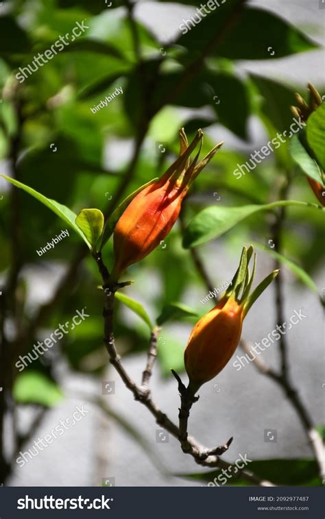 Fruits Seeds Gardenia Jasminoides Stock Photo 2092977487 | Shutterstock