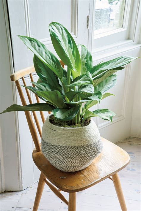 Easy indoor plants: A guide to very-hard-to-kill plants | House & Garden