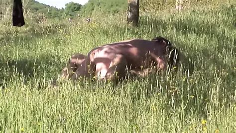 Prude Porn Videos XHamster