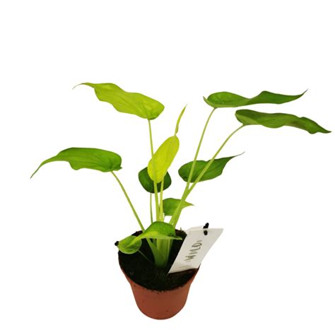 Alocasia Go Cucullata Opg Vukoja Big Win Hr Web Shop Rasadnik