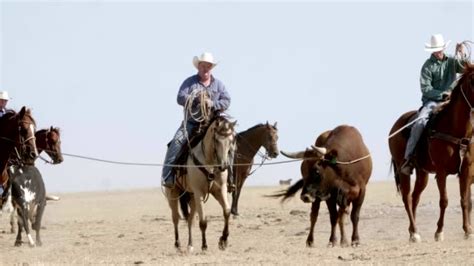 215 Bull Mounting Cow Stock Videos Footage And 4k Video Clips Getty