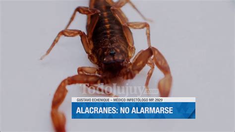 C Mo Prevenir La Presencia De Alacranes Youtube