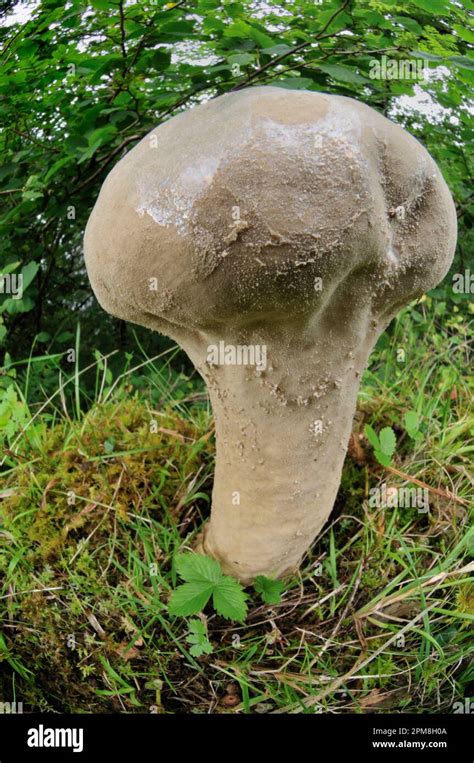 Pestle Puffball Fungi Handkea Excipuliformis Photographed With Wide