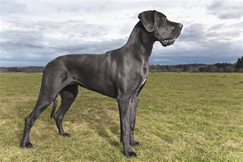 Raça De Cão Grande