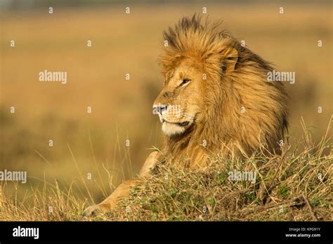 Adult Male Lion Resting On Termite Mound Masai Mara Kenya Africa