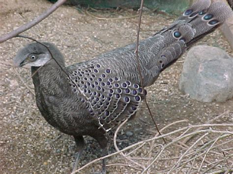 Grey Peacock Pheasant Pair Pheasants Grey Peacock Pheasant