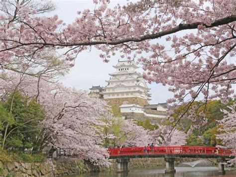 姫路城の桜開花・満開情報 2024 日本気象協会 Tenkijp